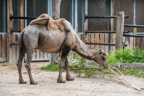 Bactrian camel, Camelus bactrianus with two humps in a zoo 스톡 사진