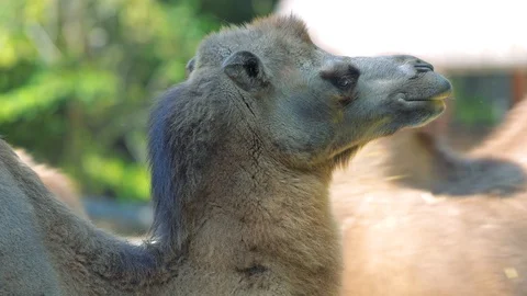 Bactrian camel (Camelus bactrianus)eat grass Stock Footage 128306117