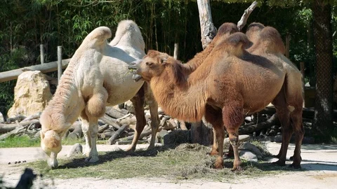 Bactrian camel (Camelus bactrianus)eat grass Video stock 128316468
