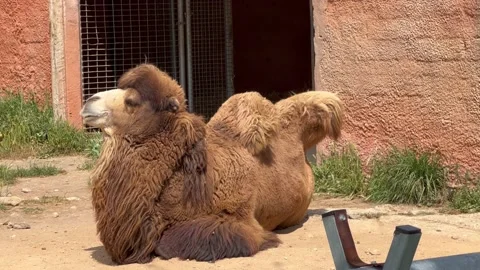 Bactrian camel in captivity is enjoying the sun *NO AUDIO* Stock Footage 238034416