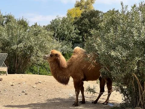 Bactrian camel in captivity is standig behind a tree Stock Photos