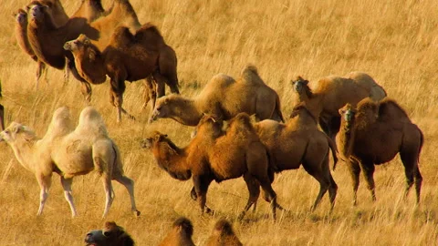 Bactrian camel caravan walking through a golden steppe Stock Footage 337011736