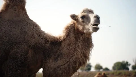 Bactrian camel chewing in dry field under pale sky Видео 347594825