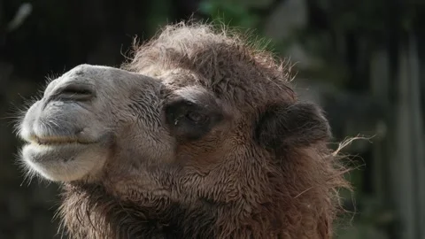 Bactrian camel chewing food in close-up portrait Stock Footage 326700251