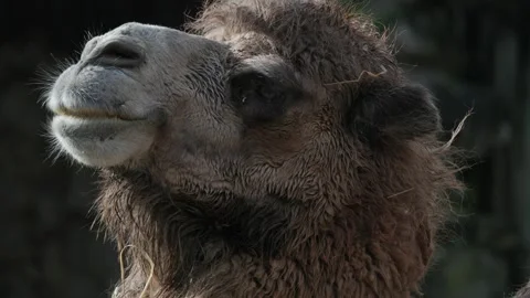 Bactrian camel chewing food in sunlight Stock Footage 326700227