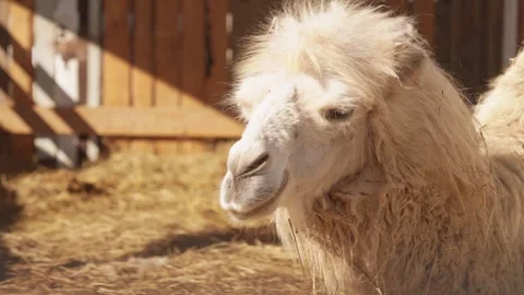 Bactrian camel chewing hay in slow motion Stock Footage 335491904