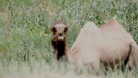 Bactrian camel chews grass, milk thistle thorn in the hot summer in the steppe Stock Footage 278316571