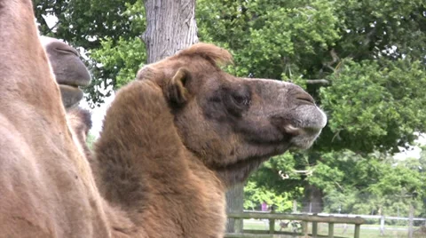 Bactrian camel close up of head Stock Footage 28197648