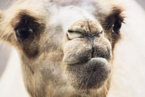 Bactrian camel closeup portrait Stock Photos