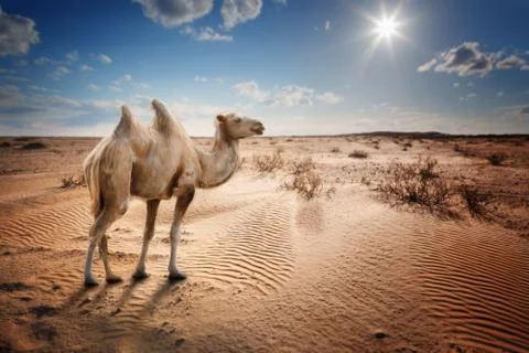 Bactrian camel in the desert Stock Photos