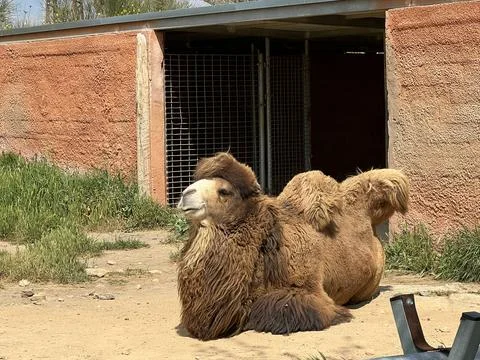 A Bactrian camel is enjoying the sun during Spring in the Zoo Stock Photos
