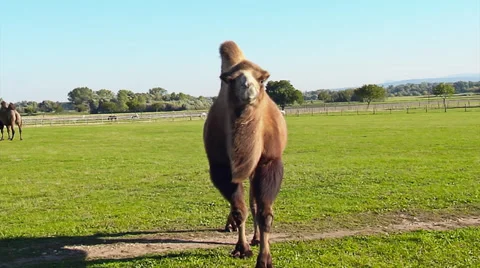 Bactrian camel 動画素材 31284934