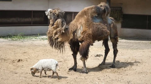 A Bactrian camel Stock Footage 108343507