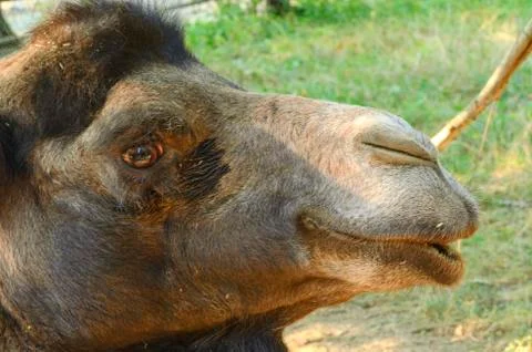 Bactrian Camel. Geographic Range: Its population of two million exists mainly in Stock-Fotos