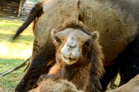 Bactrian Camel. Geographic Range: Its population of two million exists mainly in Stock-Fotos