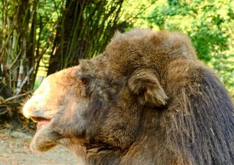 Bactrian Camel. Geographic Range: Its population of two million exists mainly in Fotos de archivo