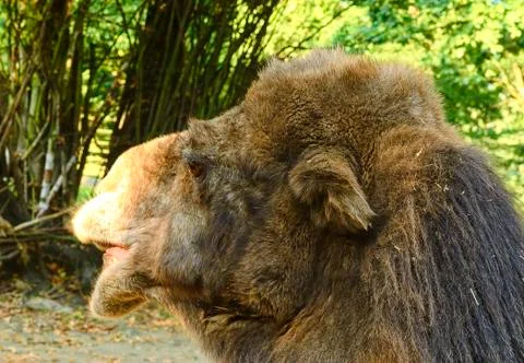 Bactrian Camel. Geographic Range: Its population of two million exists mainly in Stock-Fotos