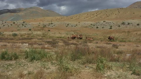 Bactrian Camel in the Gobi desert, Mongolia. A herd of Animals on the pasture. Stock Footage 149439608