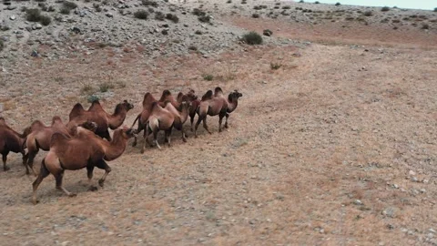 Bactrian Camel in the Gobi desert, Mongolia. A herd of Animals on the pasture. Stock Footage 150281367
