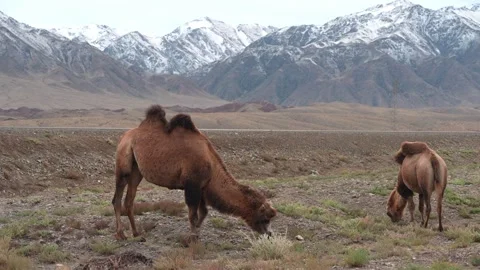Bactrian camel grazing Vídeo Stock 252742021