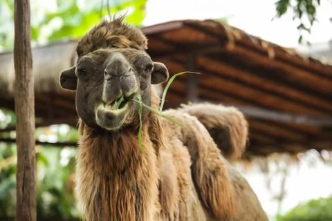 Bactrian camel has two humps for storing fat converted to water and energy wh Stock Photos