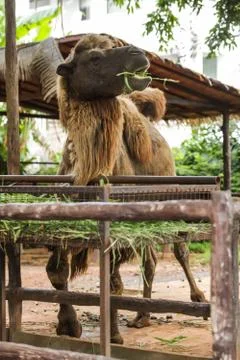 Bactrian camel has two humps for storing fat converted to water and energy wh Stock Photos