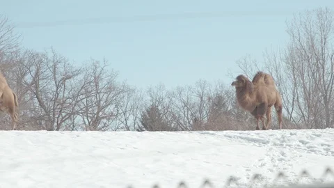 Bactrian Camel Herd in Winter Stock Footage 86669449