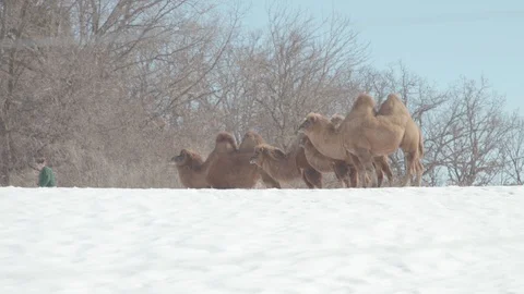 Bactrian Camel Herd in Winter Stock Footage 86669469