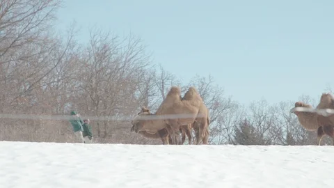Bactrian Camel Herd in Winter Stock Footage 86669480