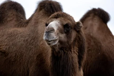 Bactrian Camel In Image Stock Photos