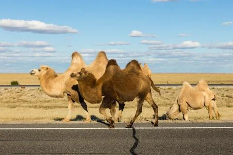 Bactrian camel, Inner Mongolia Stock Photos