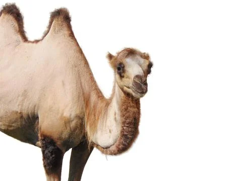 Bactrian camel isolated on white background Stock Photos
