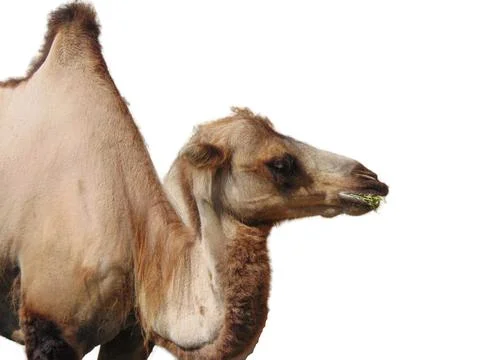 Bactrian camel isolated on white background Fotos de archivo