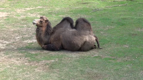 The Bactrian camel lies down on the ground to rest. Видео 346912285