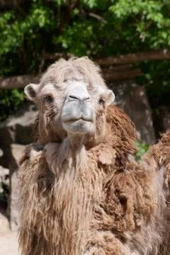Bactrian camel looking into the camera Stock Photos
