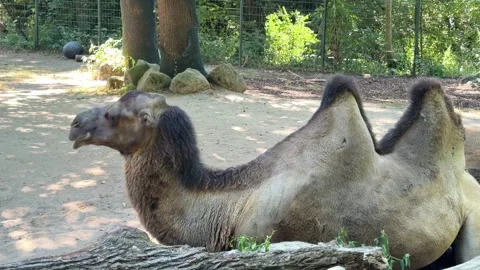 Bactrian camel lying down and chewing food Stock Footage 345540257