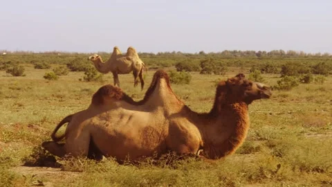 A Bactrian camel lying on the scorched grass in the desert; other camels ar.. Stock Footage 253218153