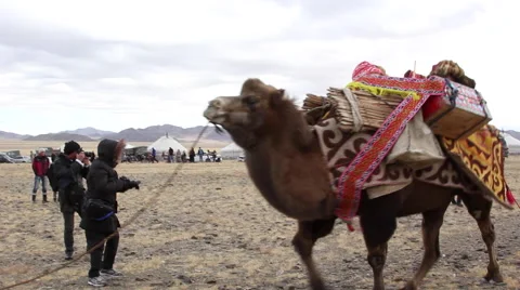 BACTRIAN CAMEL MONGOLIA KAZAKHSTAN Stock Footage 64672445