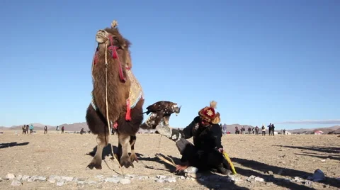 BACTRIAN CAMEL MONGOLIA KAZAKHSTAN Stock Footage 64672607