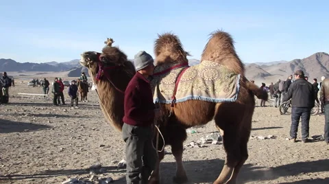 BACTRIAN CAMEL MONGOLIA KAZAKHSTAN Stock Footage 64673364