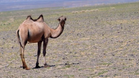 Bactrian camel in mongolian stone desert. Western Mongolia Video stock 87646465
