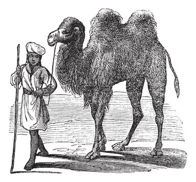 Bactrian camel or Camelus bactrianus vintage engraving Stock-Illustration