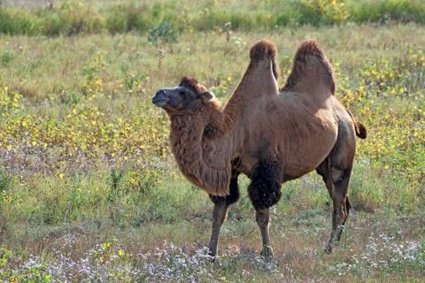 Bactrian camel or Camelus bactrianus Foto stock