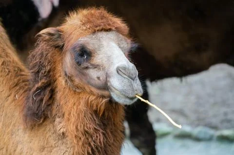 Bactrian camel or Camelus bactrianus with two humps Stock Photos