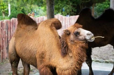 Bactrian camel or Camelus bactrianus with two humps Stock Photos