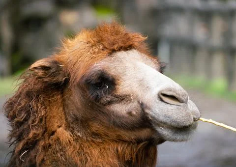 Bactrian camel or Camelus bactrianus with two humps Stock Photos
