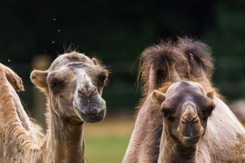Bactrian camel pair Stock Photos