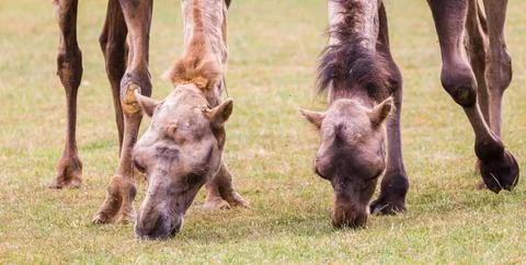 Bactrian camel pair stretching down to feed Stock Photos