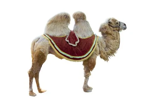 Bactrian camel Stock Photos