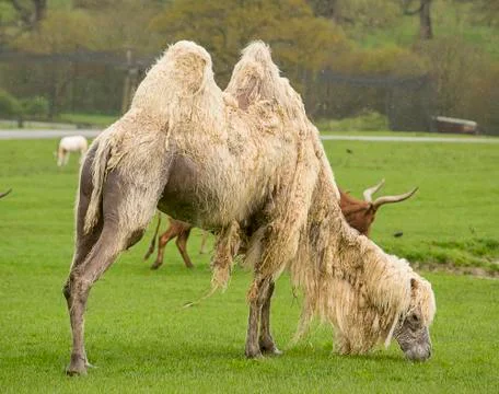 Bactrian camel Stock Photos